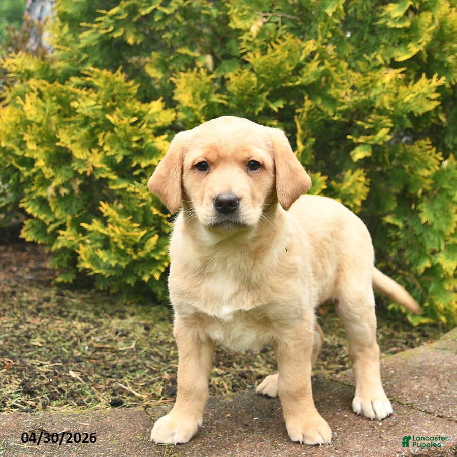 Labrador Retriever dogs Crystal  - Ad 2