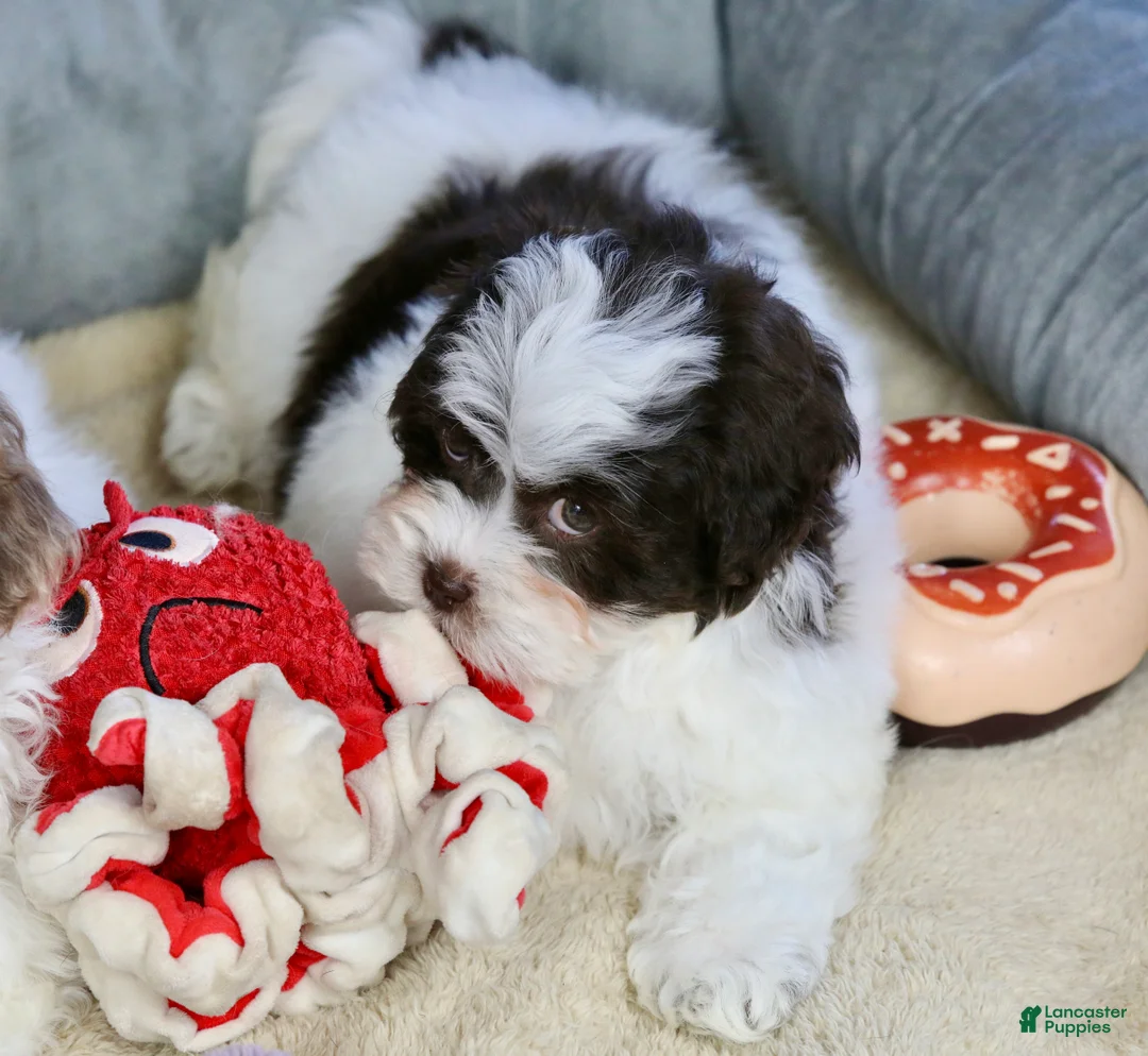 Shihpoo dogs for sale: Everlee - Ad 12