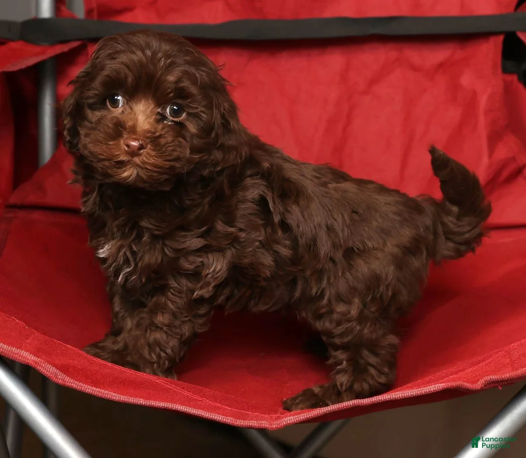 Havapoo dogs for sale: Dakota - Ad 8