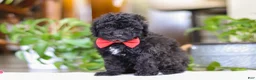Miniature Poodle dogs for sale: Bodie - Ad 4