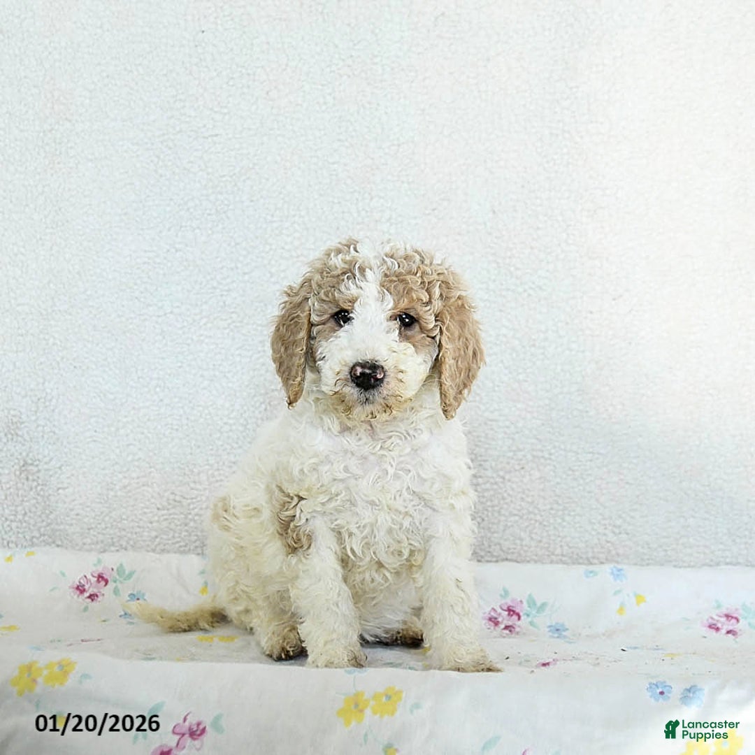 Standard Poodle dogs for sale: Misty - Ad 2