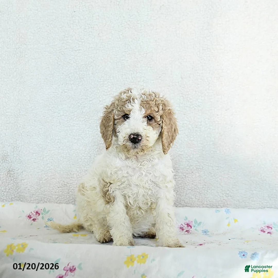 Standard Poodle dogs for sale: Misty - Ad 2