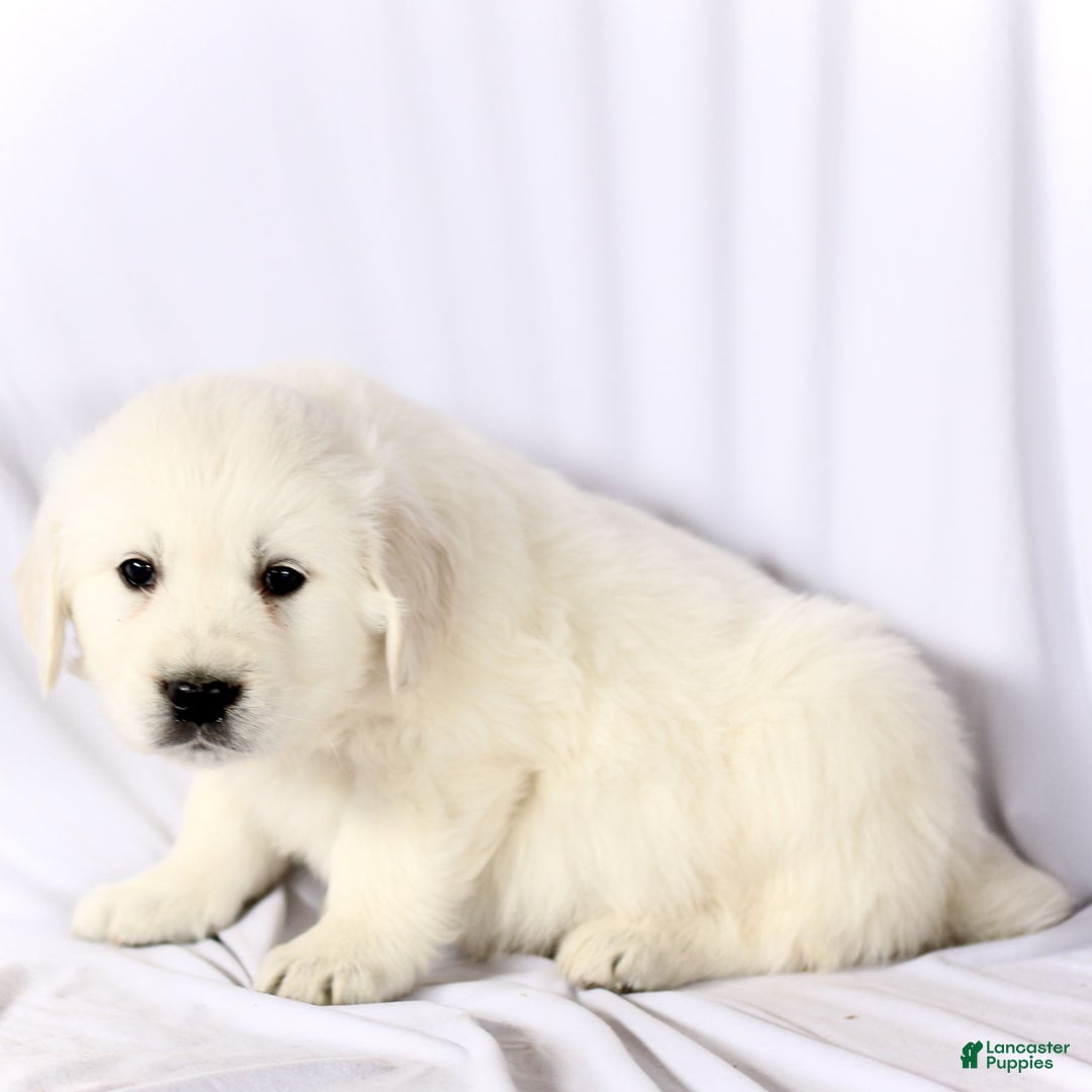 Golden Retriever dogs for sale: Shane  - Ad 4