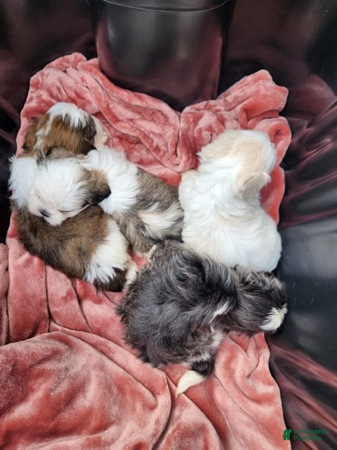 Shih Tzu dogs for sale: Shih Tzu Puppy 3 - Ad 3