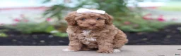 Cockapoo dogs for sale: Bella - Ad 5