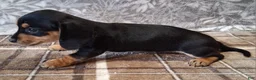 Miniature Dachshund dogs for sale: Sonni - Ad 3