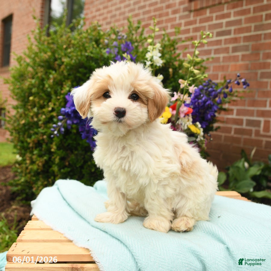 Maltipoo dogs for sale: Flower - Ad 2