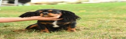 Cavalier King Charles Spaniel dogs for sale: Slate - Ad 10