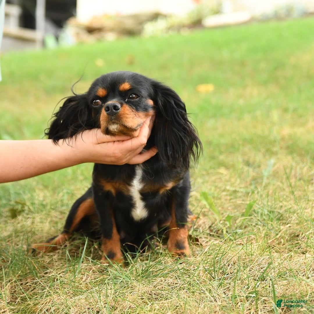 Cavalier King Charles Spaniel dogs for sale: Slate - Ad 10