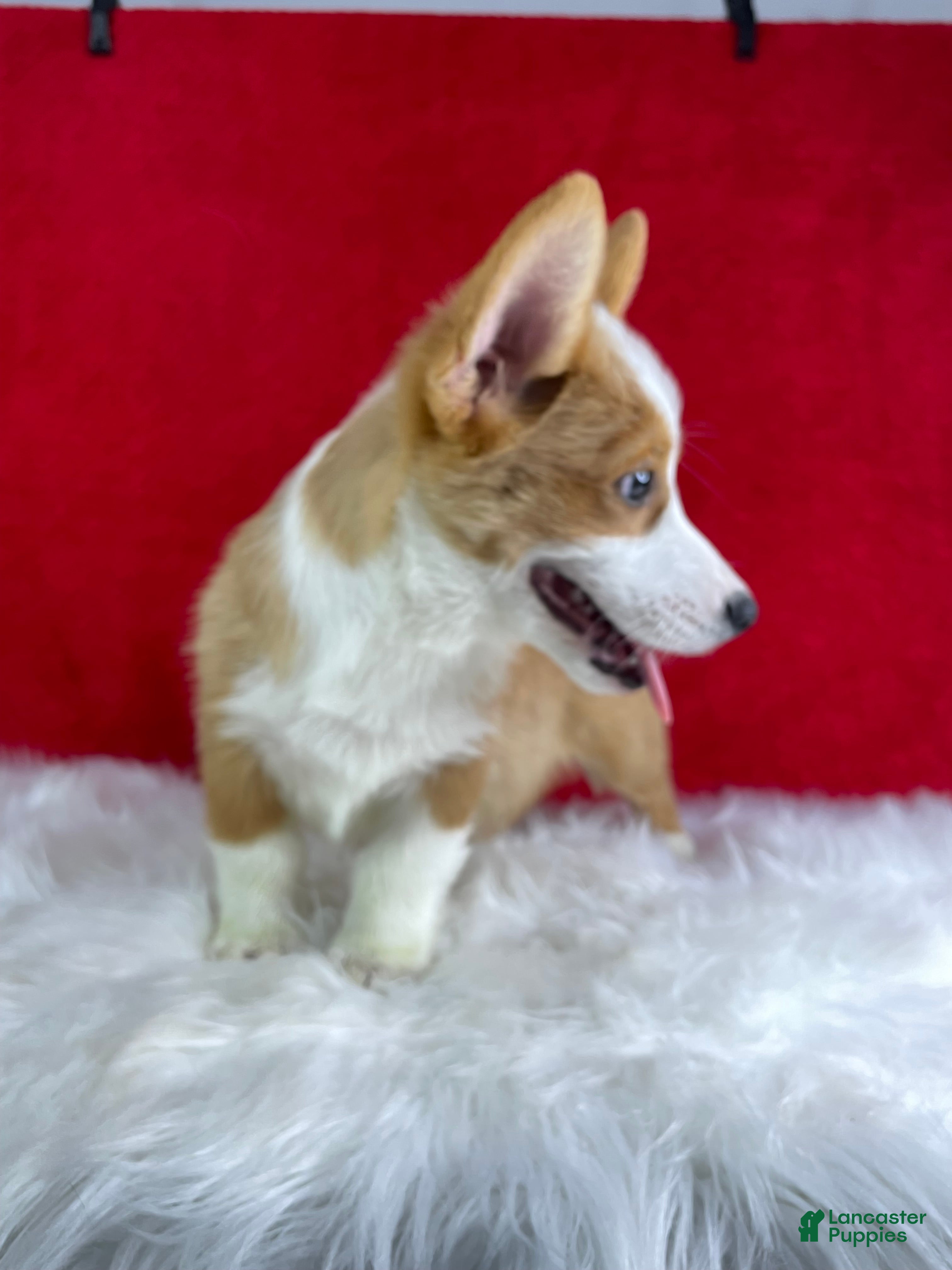 Welsh Corgi Pembroke dogs Ollie - Ad 2