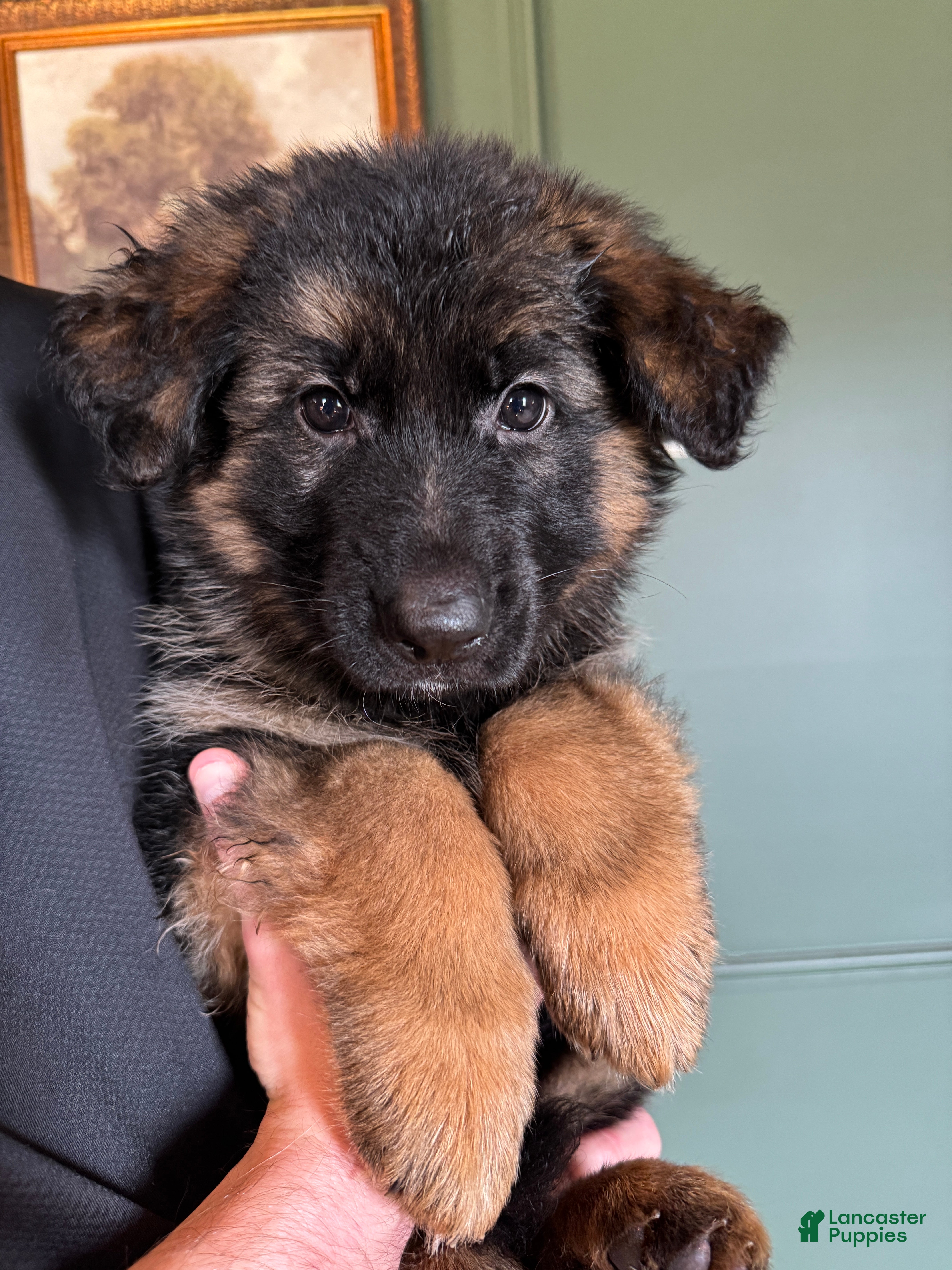 German Shepherd dogs Caleesi - Ad 27