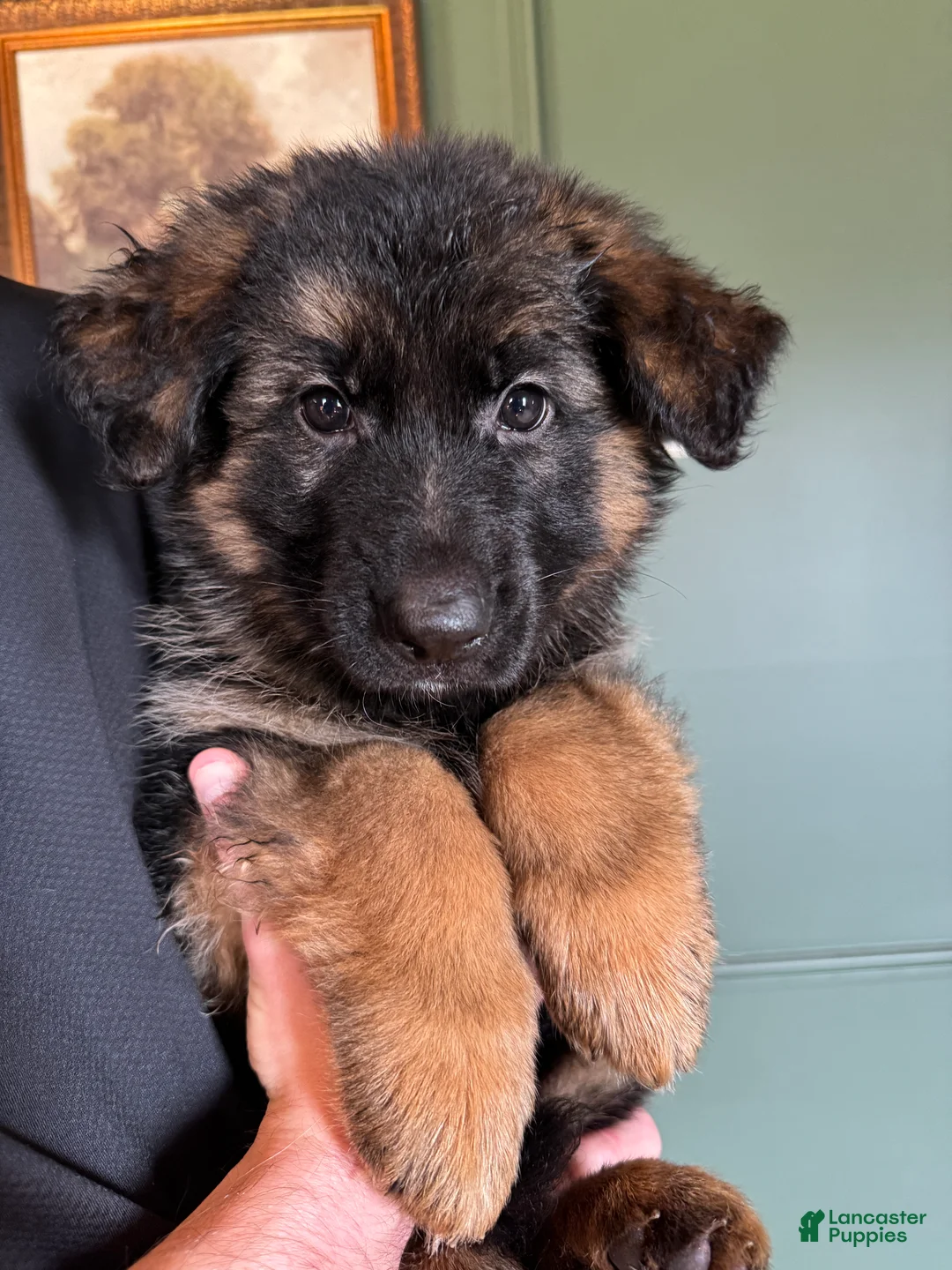 German Shepherd dogs for sale: Caleesi - Ad 1