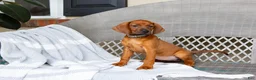 Redbone Coonhound dogs for sale: Briar - Ad 2