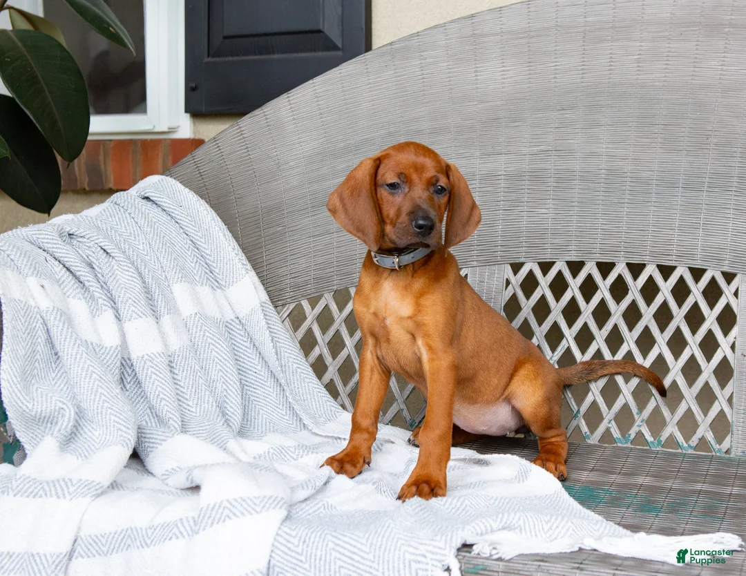 Redbone Coonhound dogs for sale: Briar - Ad 2