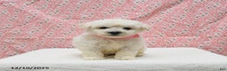 Bichon Frise dogs for sale: Paris - Ad 4
