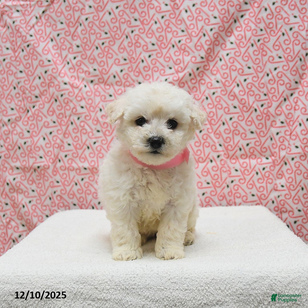Bichon Frise dogs for sale: Paris - Ad 4