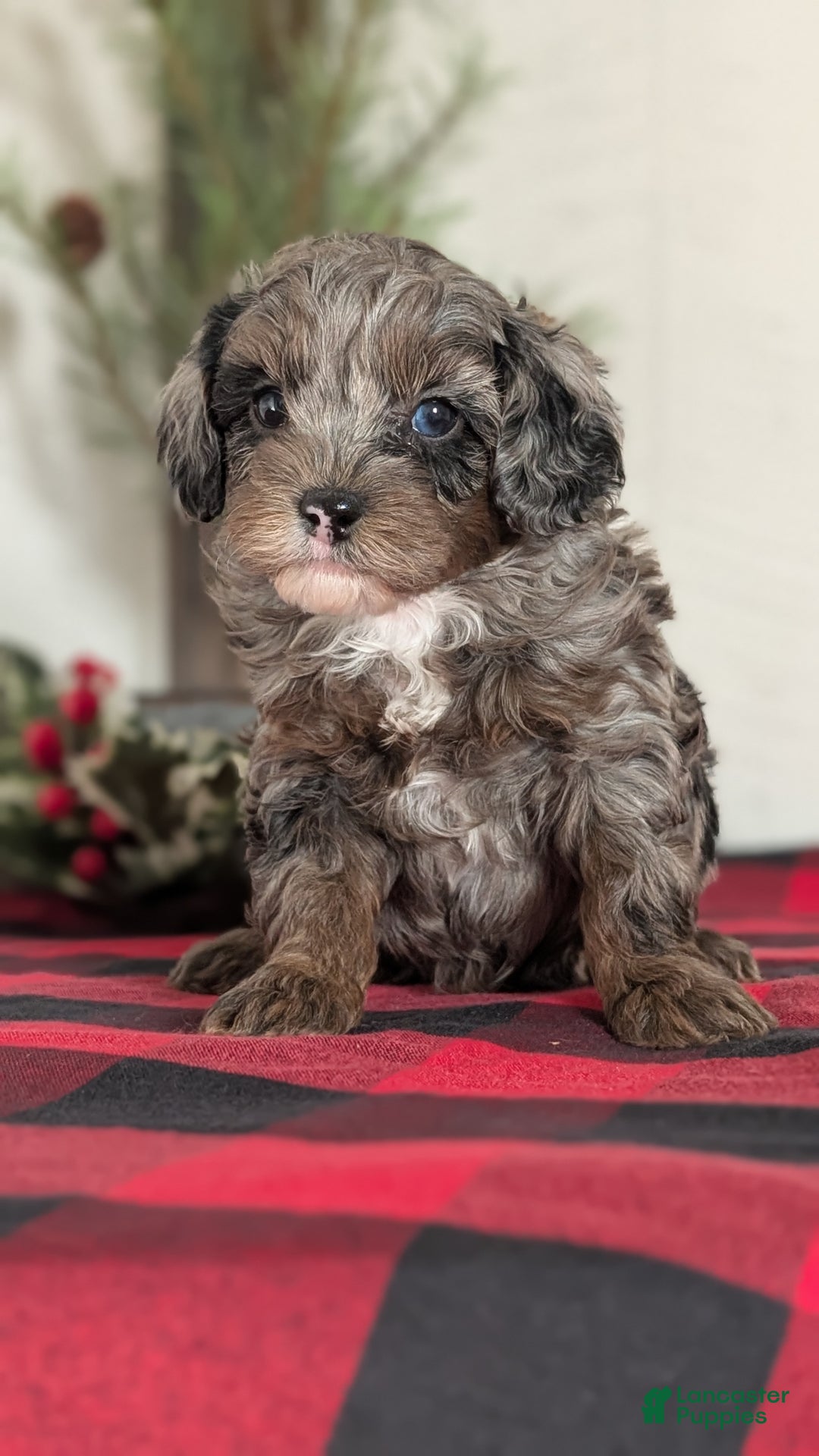 Cockapoo dogs for sale: Scout - Ad 6