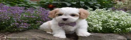 Cavachon dogs for sale: Twilight  - Ad 1