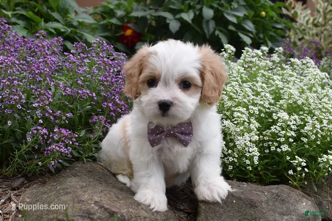 Cavachon dogs for sale: Twilight  - Ad 1