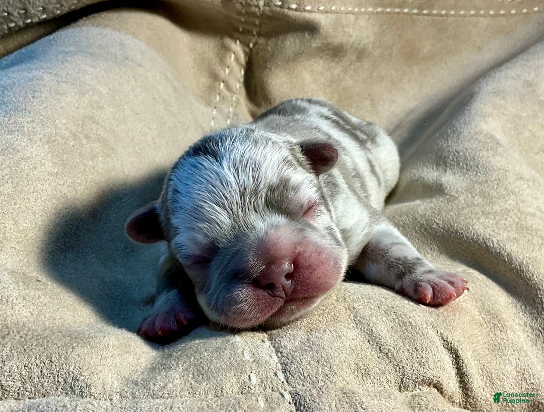 French Bulldog dogs for sale: Tracker - Ad 29