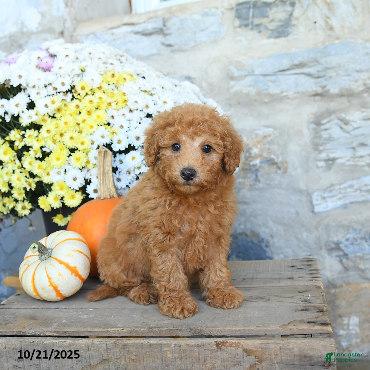 Miniature Poodle dogs Skipper - Ad 25