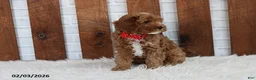 Cavapoo dogs for sale: Loki - Ad 11