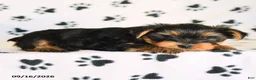 Yorkshire Terrier dogs for sale: Peanut  - Ad 4