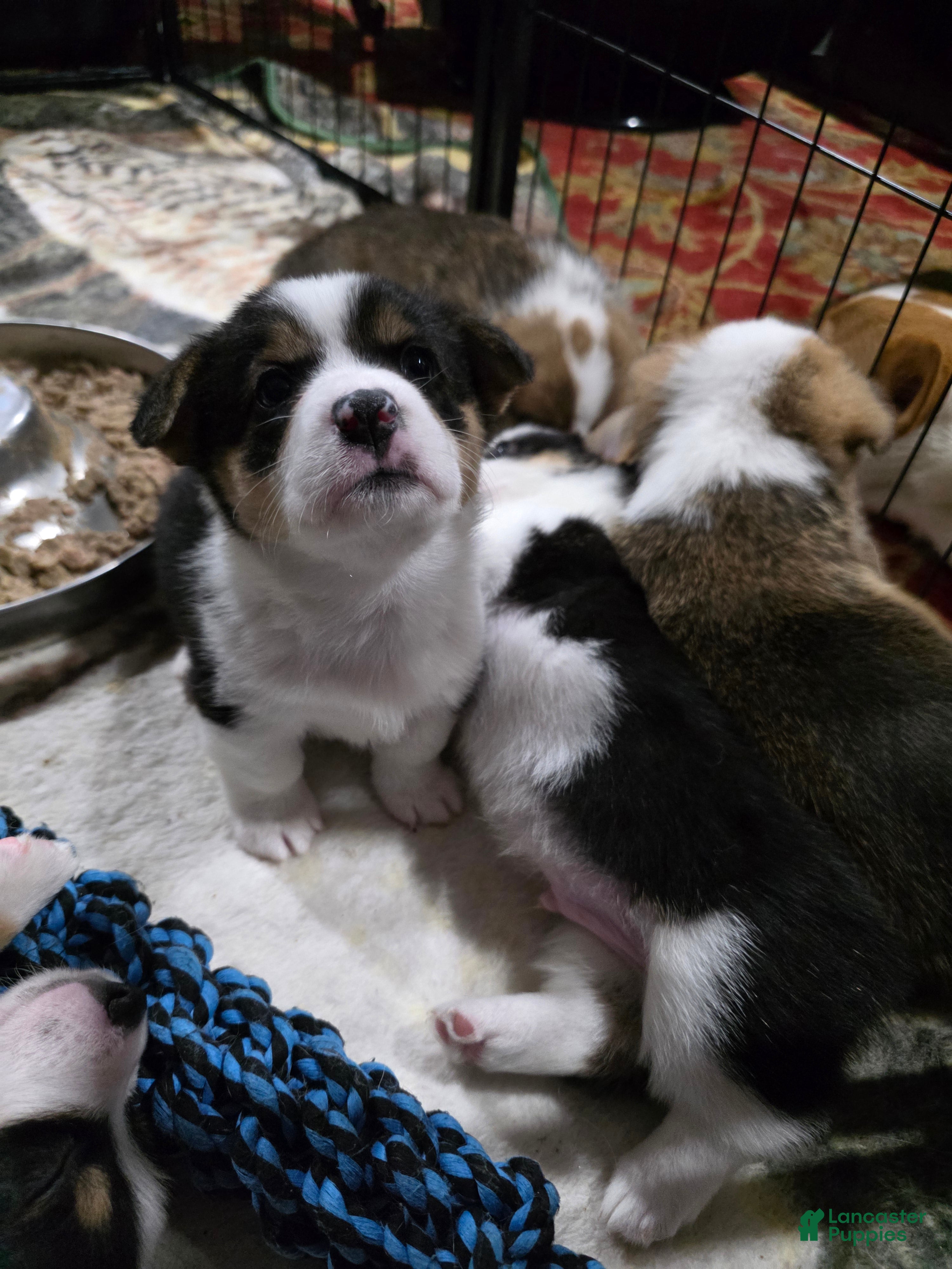 Welsh Corgi Pembroke dogs Welsh Corgi Pembroke 5 - Ad 1