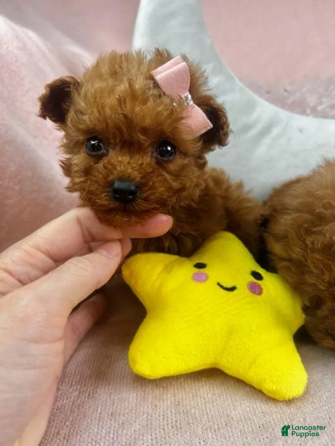 Toy Poodle dogs for sale: Toy Poodle 1 - Ad 2