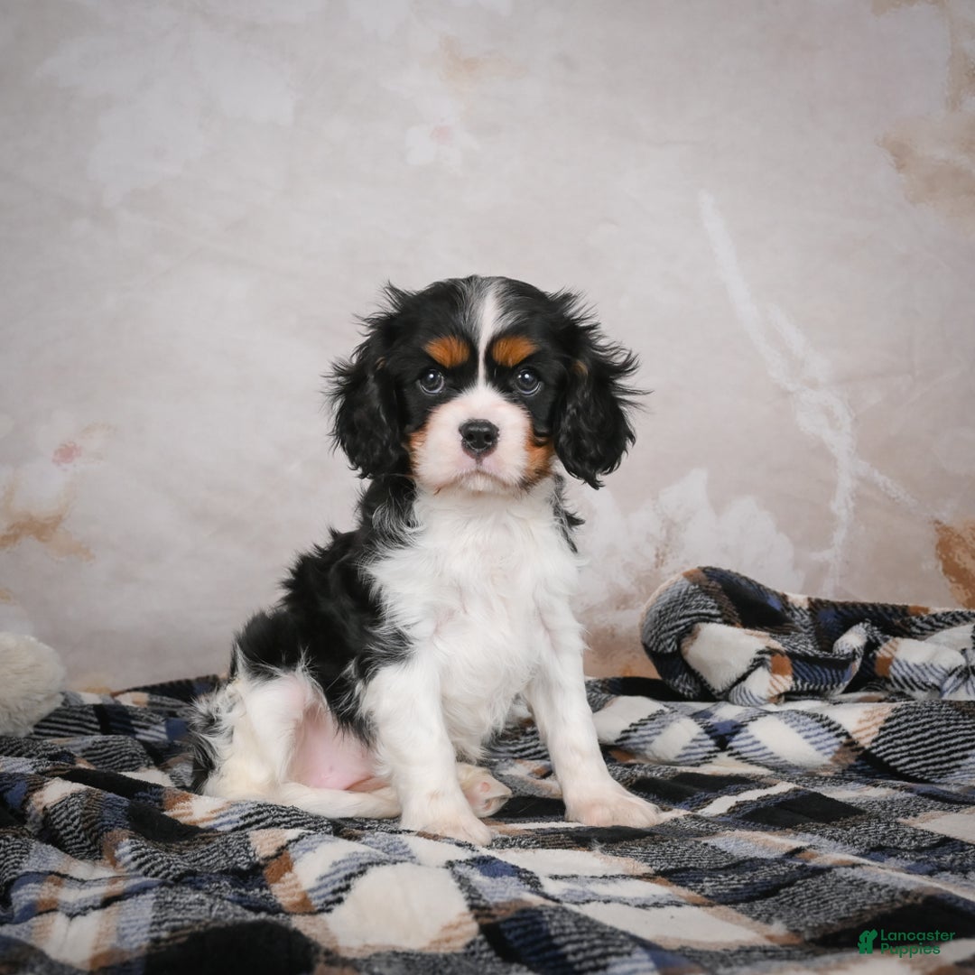 Cavalier King Charles Spaniel dogs for sale: Mia - Ad 10