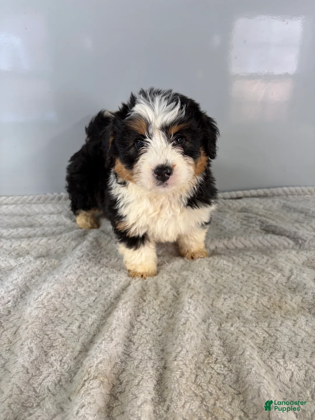 Mini Bernedoodle dogs for sale: Cari - Ad 9