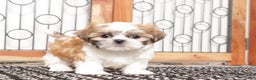 Shih Tzu dogs for sale: Ethel - Ad 3