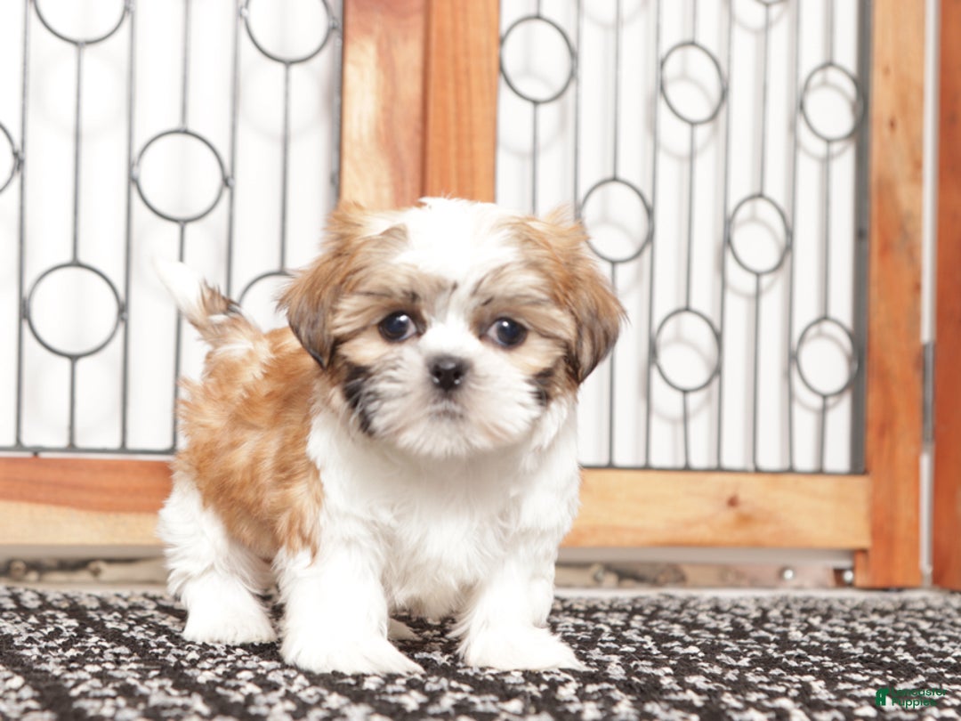 Shih Tzu dogs for sale: Ethel - Ad 3