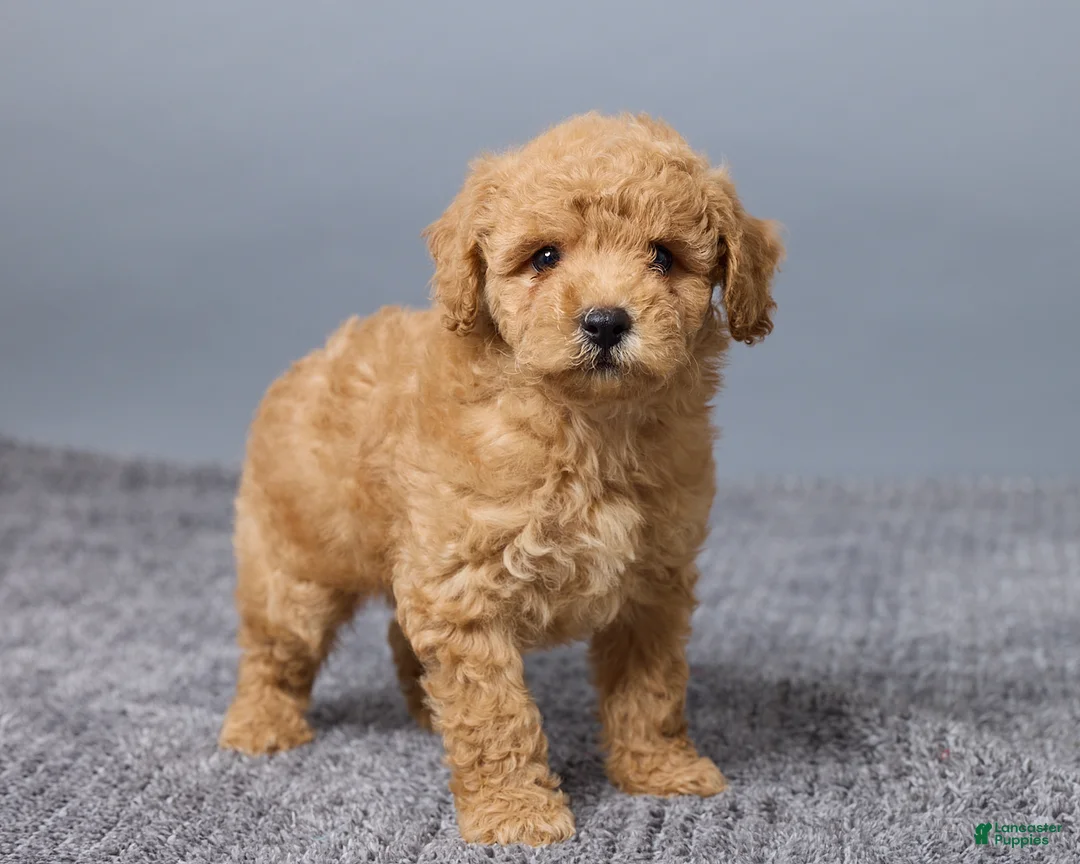 Miniature Poodle dogs for sale: Rosie - Ad 5