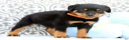 Rottweiler dogs for sale: Tango - Ad 5