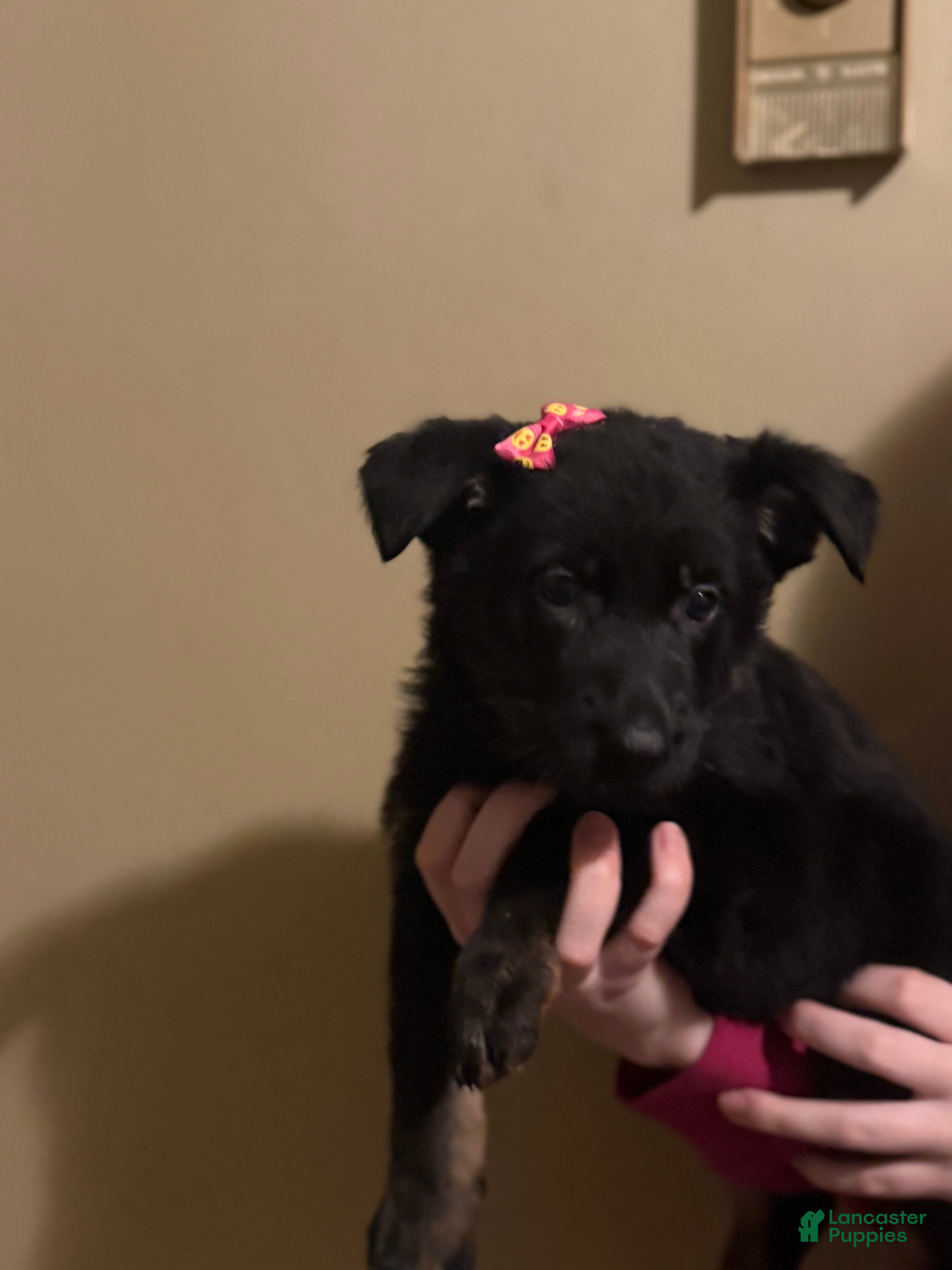 German Shepherd dogs Juliet - Ad 26