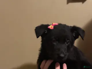 German Shepherd dogs Juliet - Ad 26