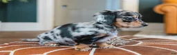 Miniature Dachshund dogs for sale: Pippa - Ad 17