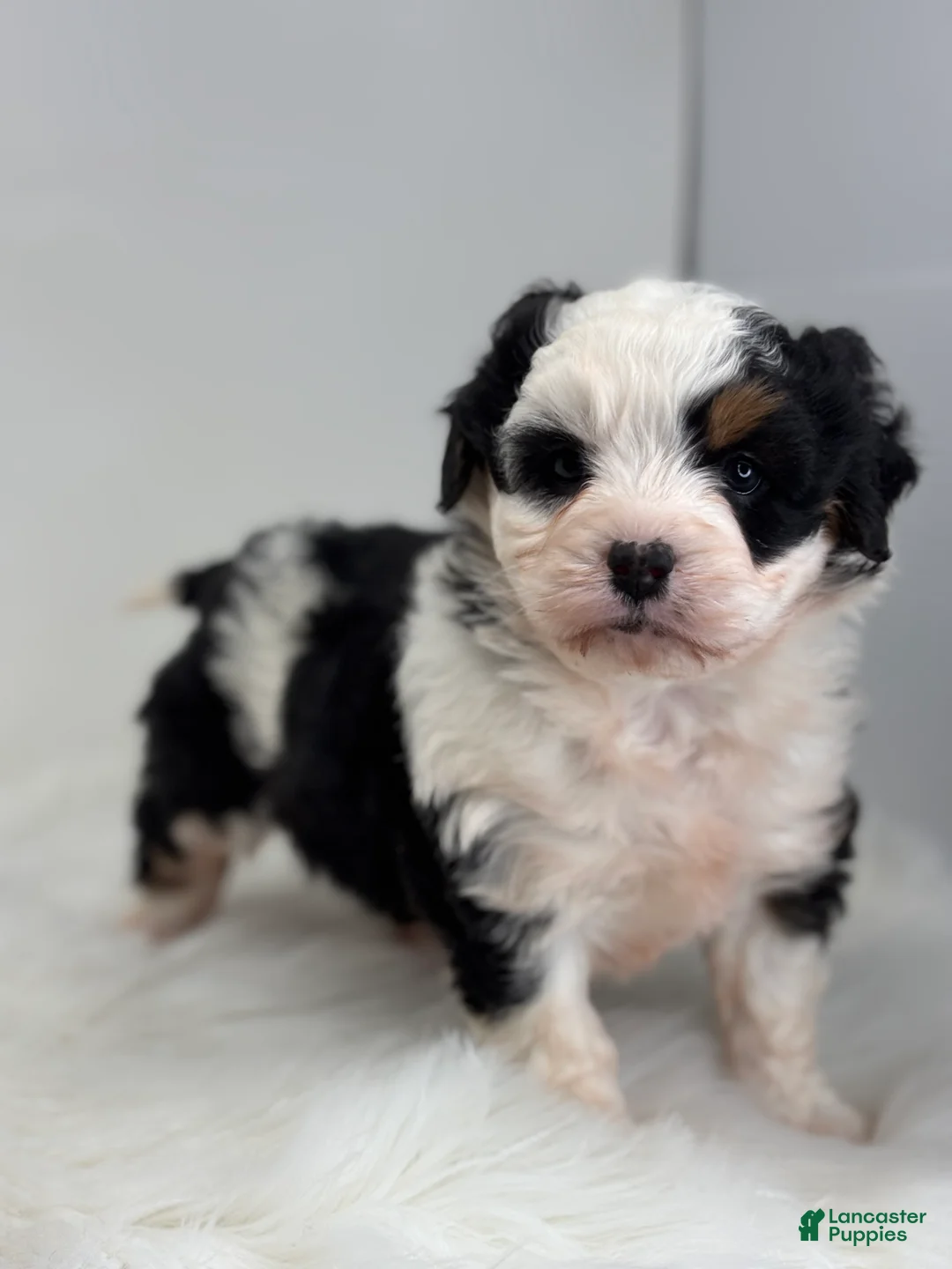 Mini Bernedoodle dogs for sale: Lacy - Ad 3