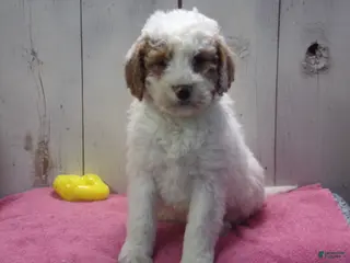 Goldendoodle dogs Harriet - Ad 33