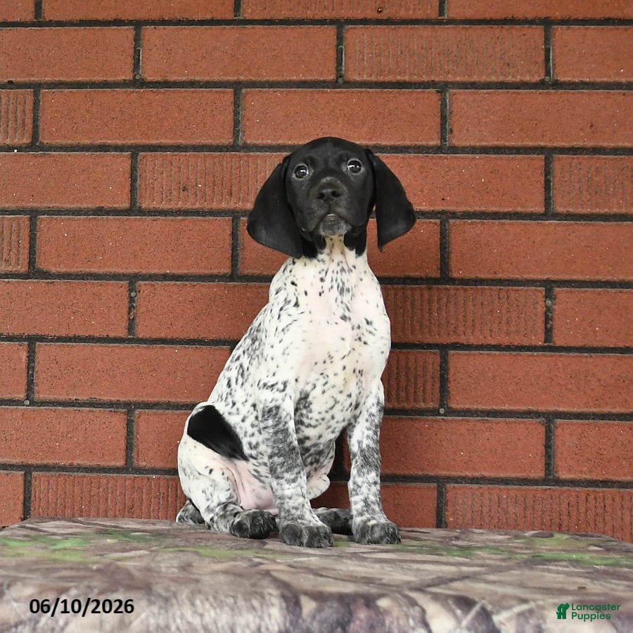 German Shorthaired Pointer dogs Rain - Ad 1