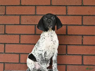 German Shorthaired Pointer dogs for sale: Rain - Ad 3