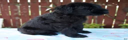 Giant Schnauzer dogs for sale: Lucas - Ad 4