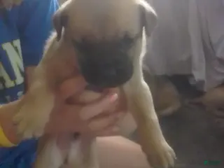 Cane Corso dogs Cane Corso Male 3 - Ad 8