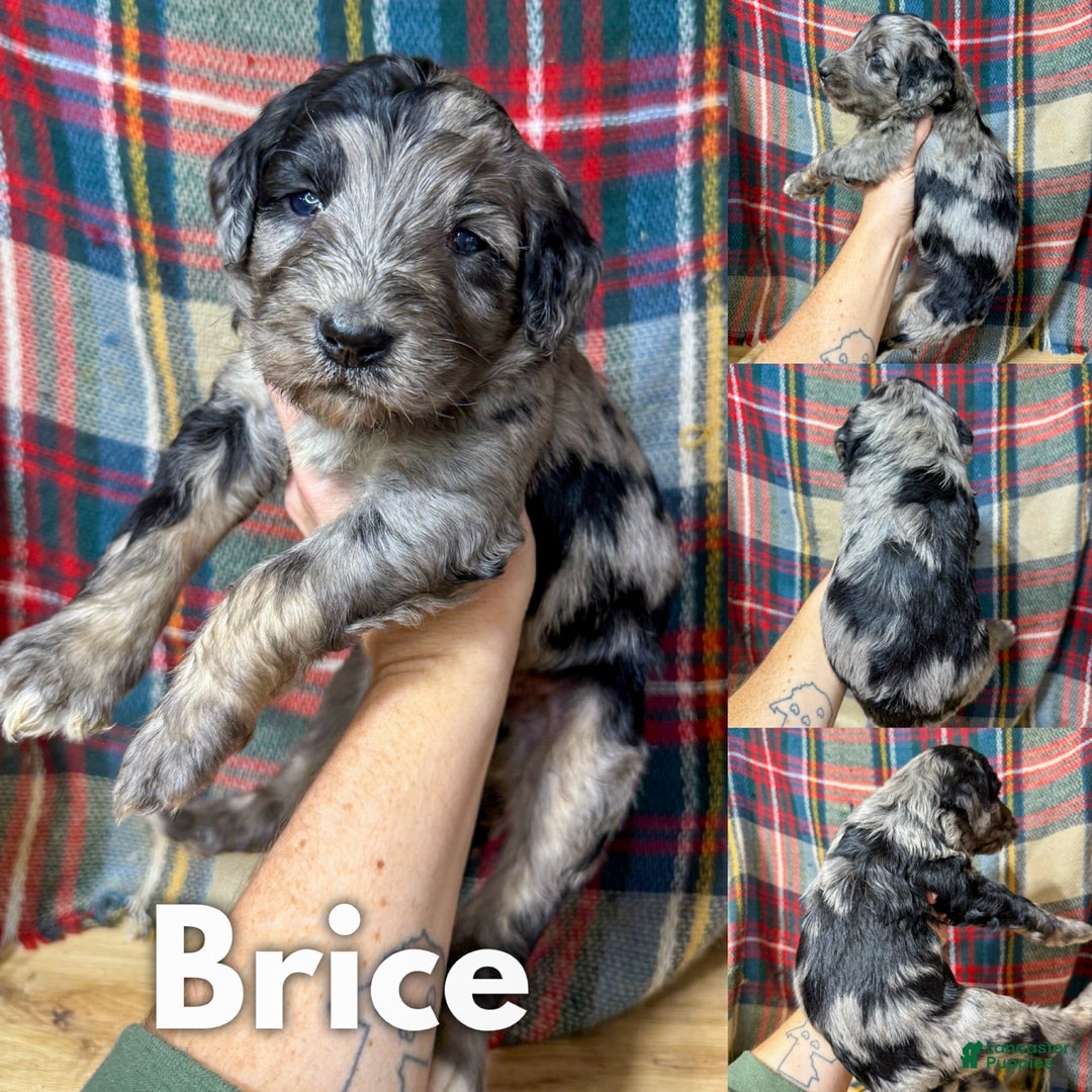 Mixed Breed dogs for sale: Brice - Ad 1