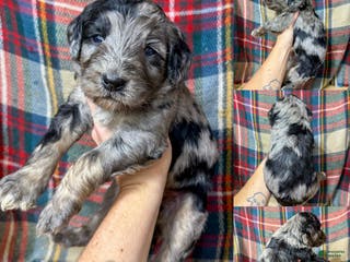 Mixed Breed dogs Brice - Ad 3