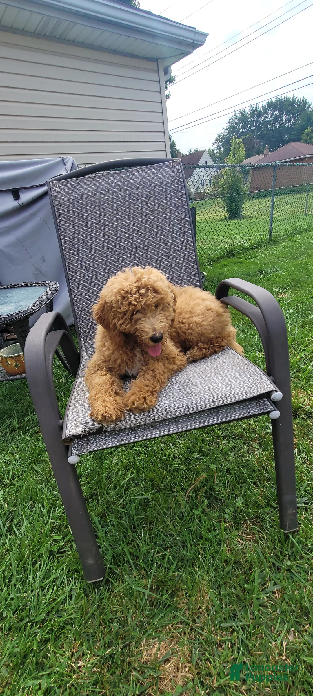 Mini Goldendoodle dogs for sale: Mini Goldendoodle Girl 2 - Ad 1