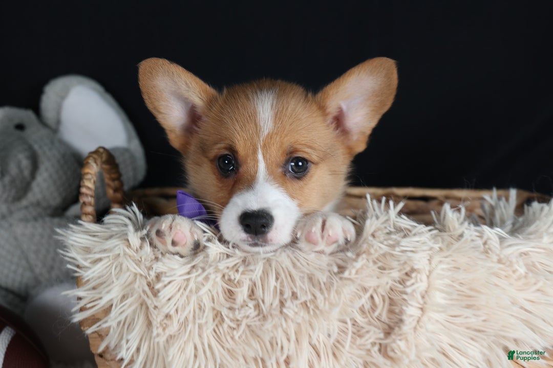 Welsh Corgi Pembroke dogs for sale: Holden - Ad 2