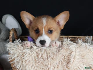 Welsh Corgi Pembroke dogs Holden - Ad 2