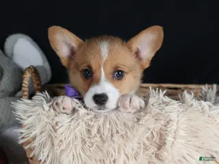 Welsh Corgi Pembroke dogs Holden - Ad 14